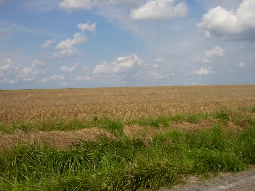 Field