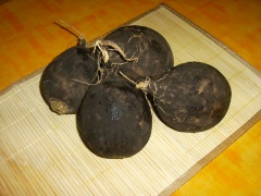 Schwarzer Rettich